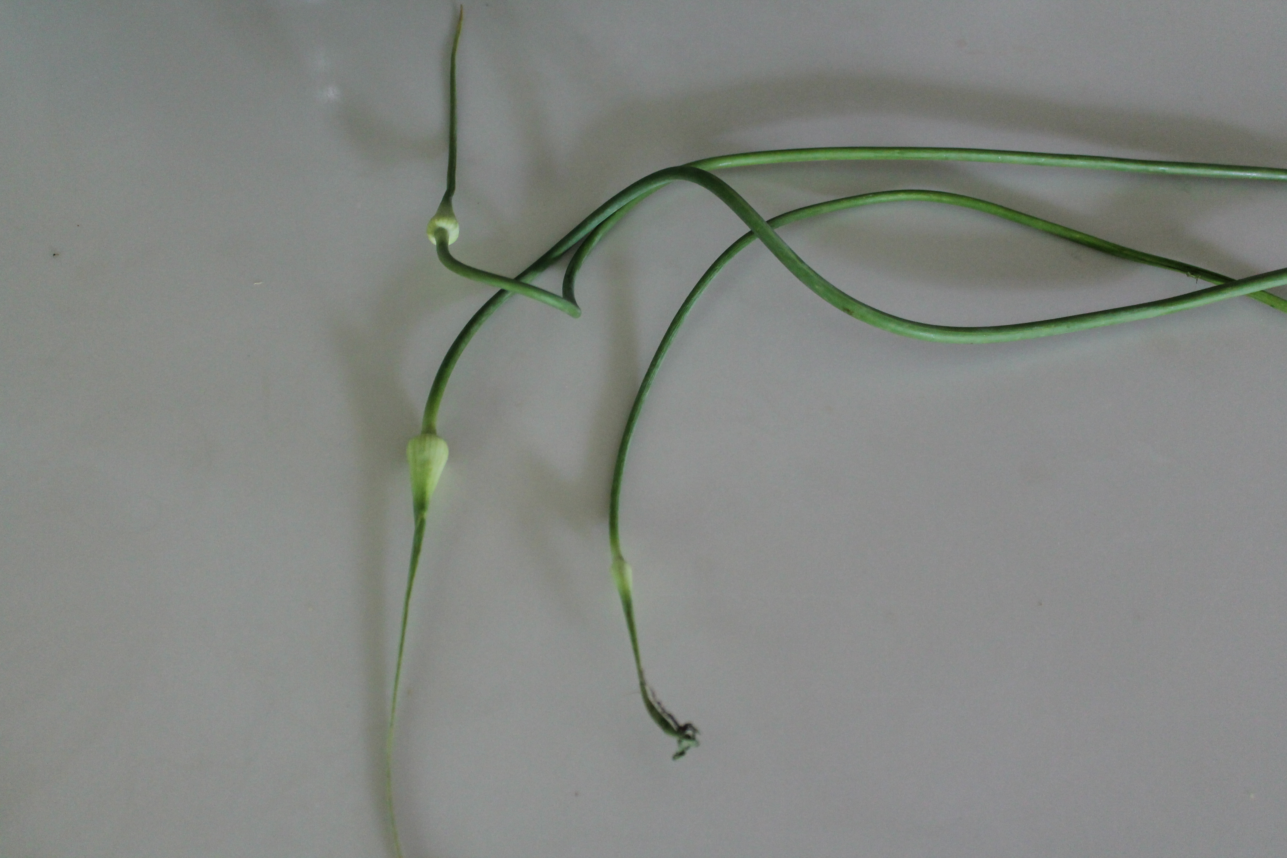 Curly Garlic Scapes